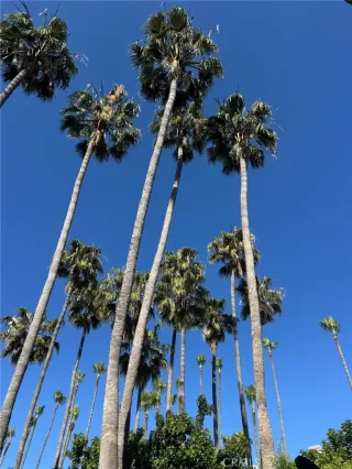 Photo #1: NP26075475 Listing 