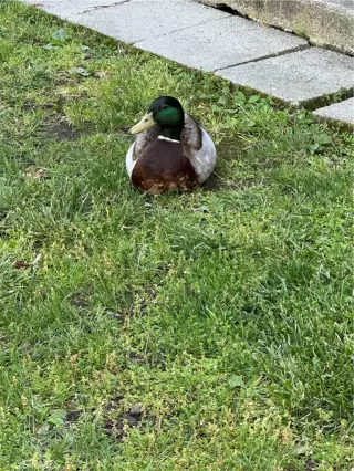 Photo #2: OC23084415 Listing 