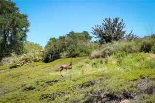 Photo #2: OC23161350 Listing 